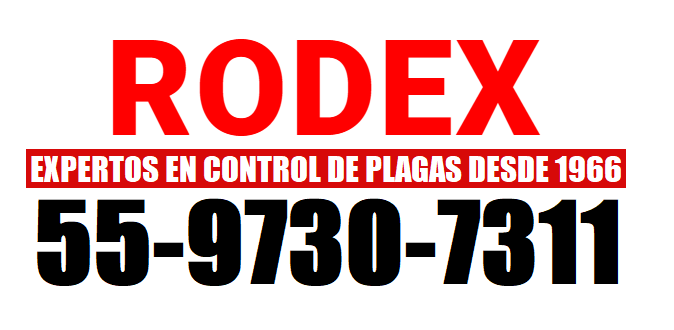 RODEX MEXICO 2025